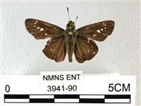 禾弄蝶藏品圖，第1張