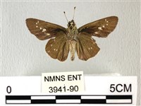 禾弄蝶藏品圖，第2張