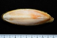 日本無針烏賊藏品圖，第10張