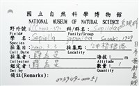 日本無針烏賊藏品圖，第12張