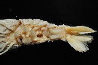 臺灣鐮蝦藏品圖，第8張