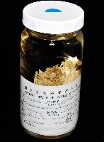 臺灣鐮蝦藏品圖，第10張