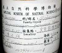 臺灣鐮蝦藏品圖，第11張