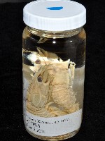 臺灣鐮蝦藏品圖，第12張