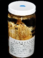 新種雕褐蝦藏品圖，第10張
