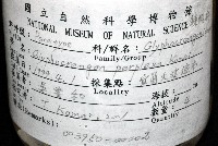 新種雕褐蝦藏品圖，第11張