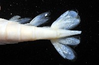 臺灣長額蝦藏品圖，第7張