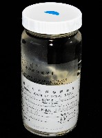 臺灣長額蝦藏品圖，第10張