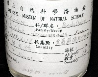 臺灣長額蝦藏品圖，第11張