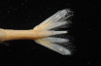 新種柯氏紅蝦藏品圖，第8張