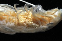 新種柯氏紅蝦藏品圖，第9張