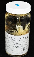 新種柯氏紅蝦藏品圖，第10張