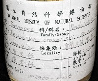 新種柯氏紅蝦藏品圖，第11張