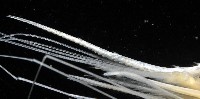 臺灣紅蝦藏品圖，第3張