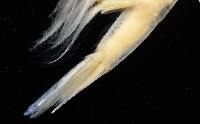 臺灣紅蝦藏品圖，第5張