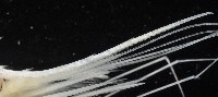 臺灣紅蝦藏品圖，第8張