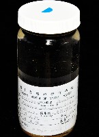臺灣紅蝦藏品圖，第10張