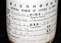 臺灣紅蝦藏品圖，第11張