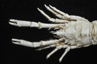 臺灣仿刺鎧蝦藏品圖，第2張