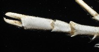 臺灣仿刺鎧蝦藏品圖，第4張