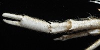 臺灣仿刺鎧蝦藏品圖，第5張