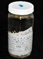 臺灣仿刺鎧蝦藏品圖，第13張