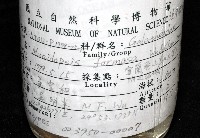 臺灣仿刺鎧蝦藏品圖，第14張