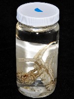 臺灣仿刺鎧蝦藏品圖，第15張