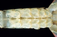 脊尾齒指蝦蛄藏品圖，第11張