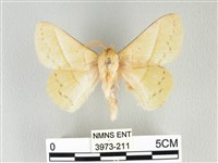 青枯葉蛾藏品圖，第1張