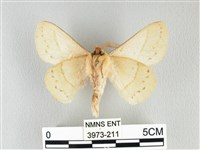 青枯葉蛾藏品圖，第2張