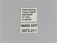 青枯葉蛾藏品圖，第3張