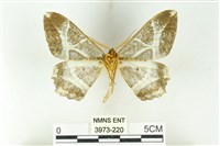 樹形尺蛾藏品圖，第2張