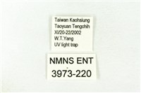 樹形尺蛾藏品圖，第3張