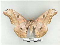 大綠目天蠶蛾藏品圖，第2張