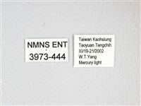 大綠目天蠶蛾藏品圖，第3張