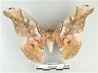 大綠目天蠶蛾藏品圖，第1張