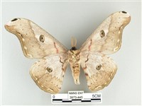 大綠目天蠶蛾藏品圖，第2張