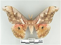 大綠目天蠶蛾藏品圖，第1張