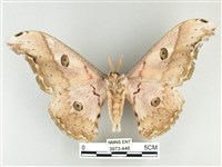 大綠目天蠶蛾藏品圖，第2張