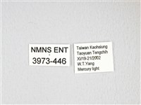 大綠目天蠶蛾藏品圖，第3張