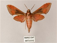 雙斑白肩天蛾藏品圖，第2張