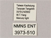 雙斑白肩天蛾藏品圖，第3張