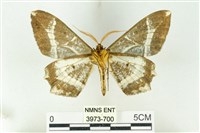 樹形尺蛾藏品圖，第2張