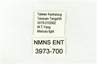 樹形尺蛾藏品圖，第3張