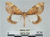 枯葉尺蛾藏品圖，第1張