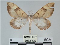 枯葉尺蛾藏品圖，第2張