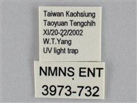 枯葉尺蛾藏品圖，第3張