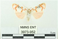 臺雪苔蛾藏品圖，第1張