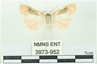 臺雪苔蛾藏品圖，第2張